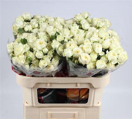 <h4>R Tr Muthoni</h4>