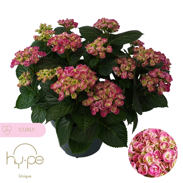 <h4>Hydrangea Curly Wurly Pink 10+ | Hy-pe Unique</h4>