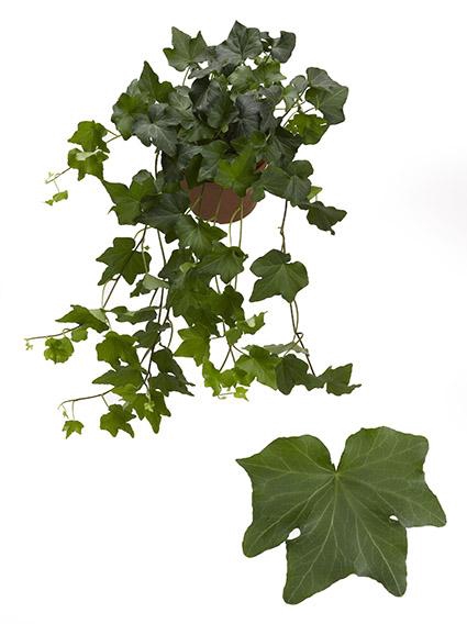 <h4>Hedera He Brigitte Beperkt leverbaar</h4>