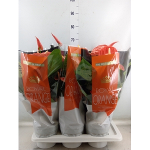 Anthurium andr. 'Madural Orange'