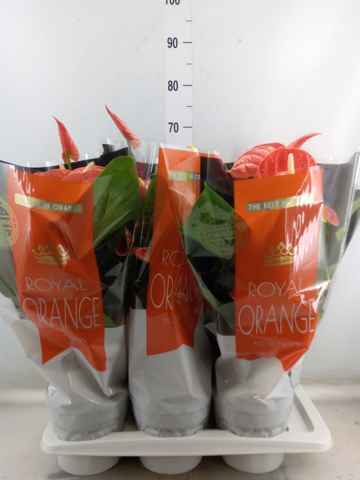 <h4>Anthurium andr. 'Madural Orange'</h4>