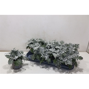 arr8 Senecio Cineraria