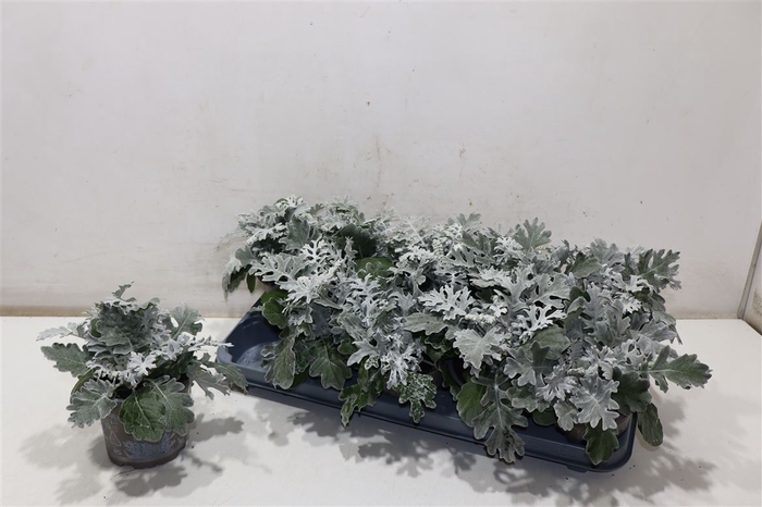 <h4>arr8 Senecio Cineraria</h4>