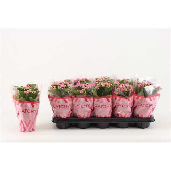 <h4>Kalanchoe Double, Catchy Season Pink</h4>