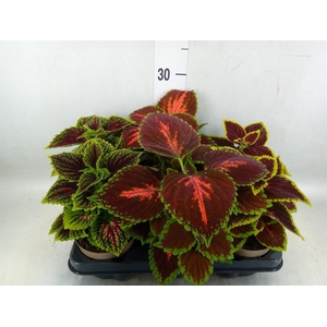 Plectranthus col.   ...mix