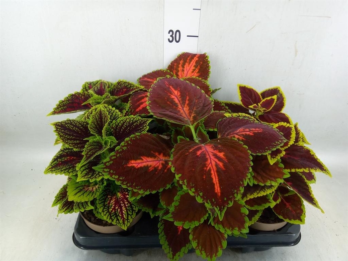 <h4>Plectranthus col.   ...mix</h4>