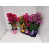 BOUGAINV DANIA