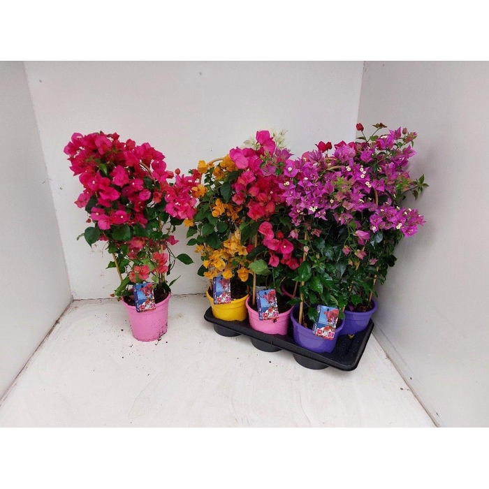 <h4>BOUGAINV DANIA</h4>