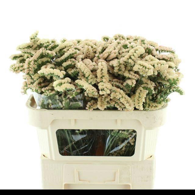 <h4>LIM S APRI SUN BIRDS</h4>