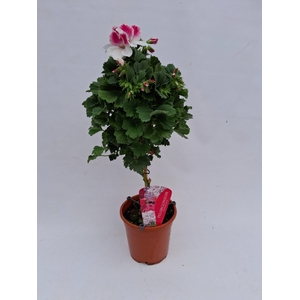 Pelargonium Grandiflorum op stam wit/roze