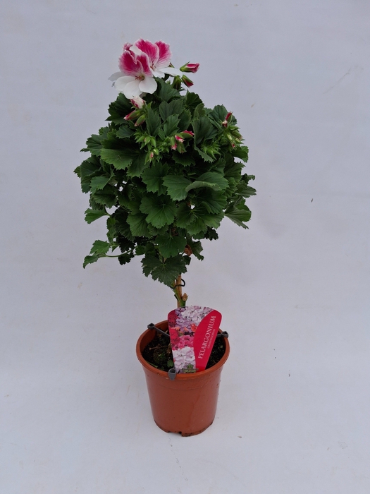 <h4>Pelargonium Grandiflorum op stam wit/roze</h4>