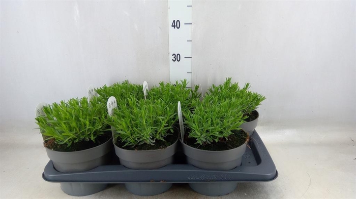 <h4>Lavandula angus. 'Essence Pure'</h4>