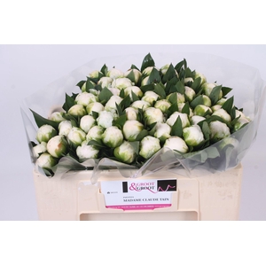 Paeonia Madame Claude Tain