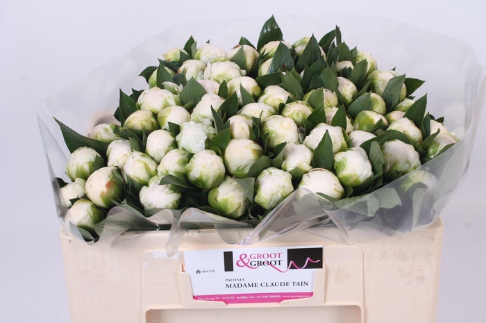 <h4>Paeonia Madame Claude Tain</h4>