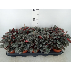 Peperomia caperata 'Caracas'
