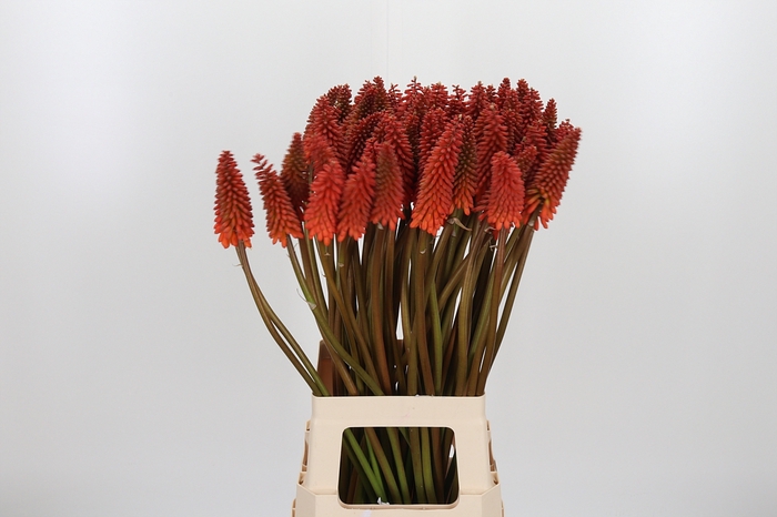 <h4>Kniphofia Alcazar</h4>