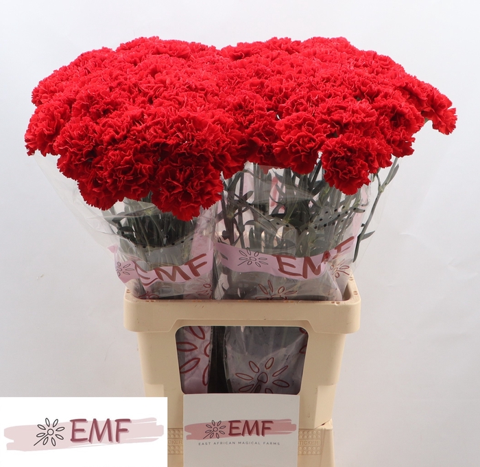 <h4>DI ST PELAYO</h4>