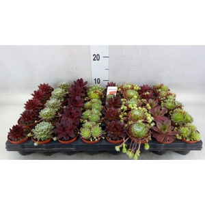 Sempervivum   ...mix