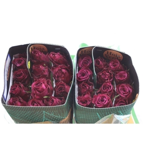 R Gr Eq Blueberry 50cm