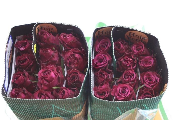 <h4>R Gr Eq Blueberry 50cm</h4>