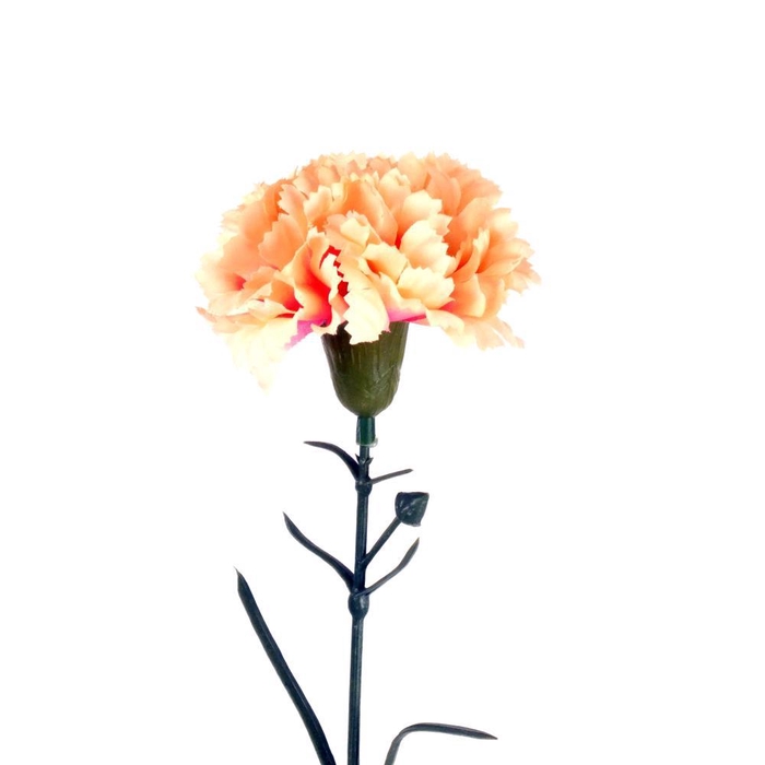 <h4>AF Dianthus st L63cm salmon</h4>