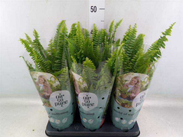 <h4>Nephrolepis exal. 'Green Lady'</h4>