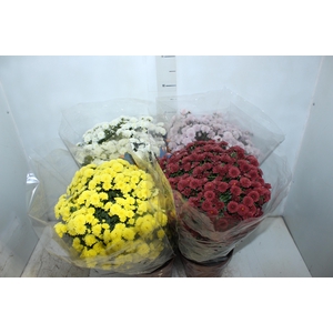 CRISANTEMO BOLA BELGA JASODA P20 VARIADO