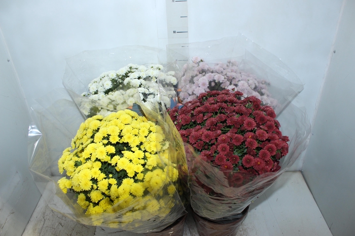 <h4>CRISANTEMO BOLA BELGA JASODA P20 VARIADO</h4>