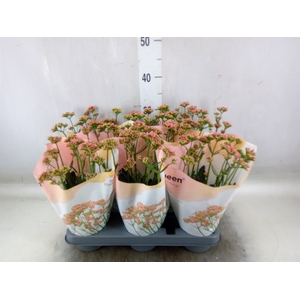 Kalanchoe  'WildFlow Ladylike'
