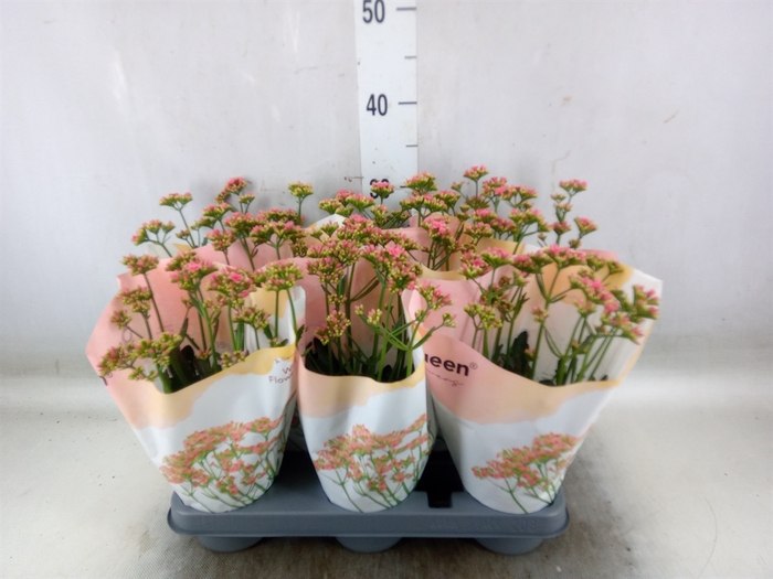 <h4>Kalanchoe  'WildFlow Ladylike'</h4>