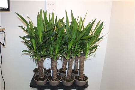<h4>Yucca</h4>