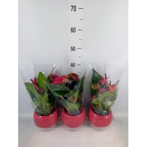 Anthurium andr. 'Pure Purple'