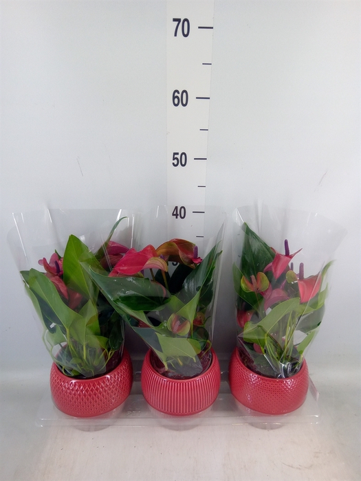 <h4>Anthurium andr. 'Pure Purple'</h4>