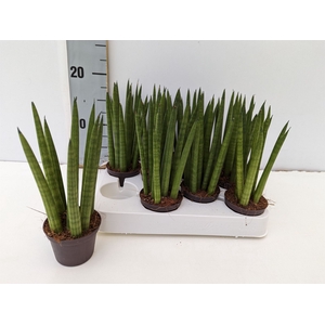 Sansevieria cyl.  ...