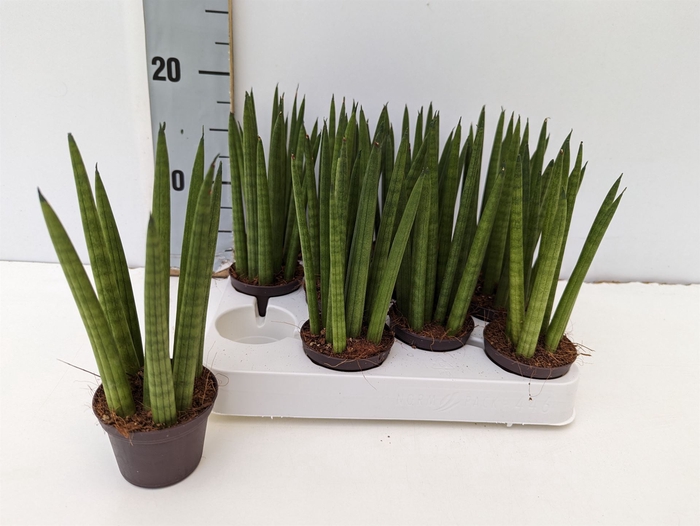 Sansevieria cyl.  ...