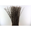 Salix Wilgenkatjes 120cm Duitse