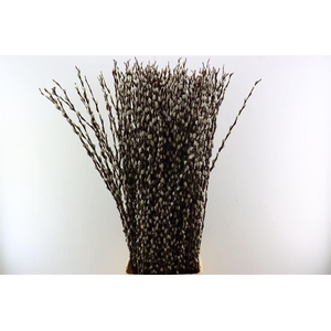 Salix Wilgenkatjes 120cm Duitse