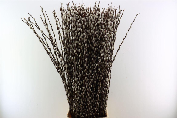 <h4>Salix Wilgenkatjes 120cm P Stem</h4>