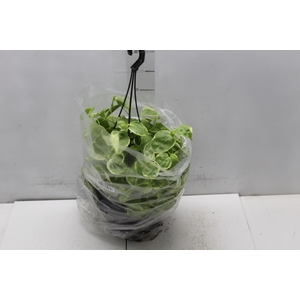 PEPEROMIA SCANDENS C21