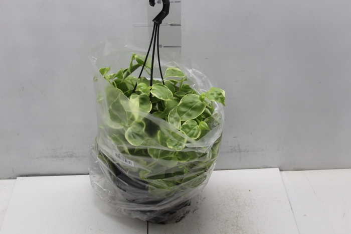 <h4>PEPEROMIA SCANDENS C21</h4>
