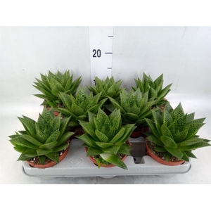 Gasteria
