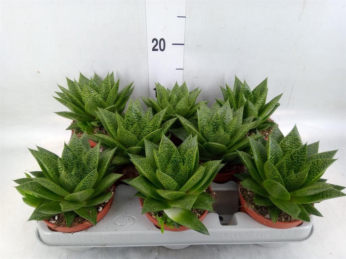 <h4>Gasteria</h4>