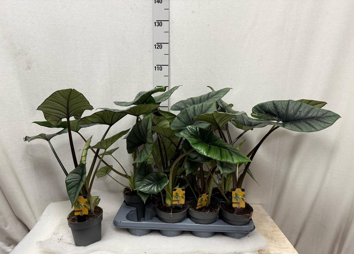 <h4>ALOC PLATINUM</h4>