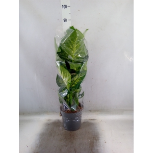 Dieffenbachia seg. 'Reeva'