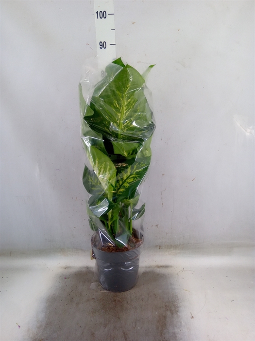 <h4>Dieffenbachia seg. 'Reeva'</h4>