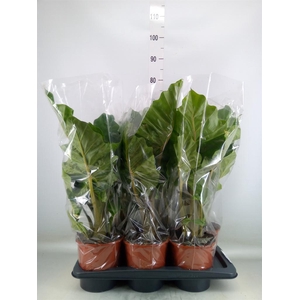 Alocasia  'Low Rider'