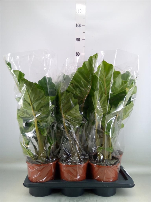 <h4>Alocasia 'Low Rider'</h4>