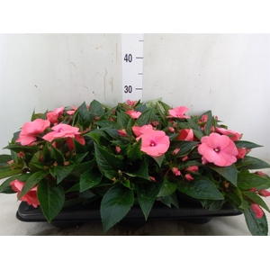Impatiens NG 'Tamarinda Salmon'