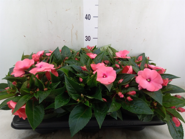 <h4>Impatiens NG 'Tamarinda Salmon'</h4>