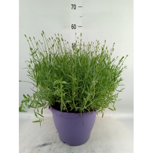 Lavandula angus. 'Essence Pure'